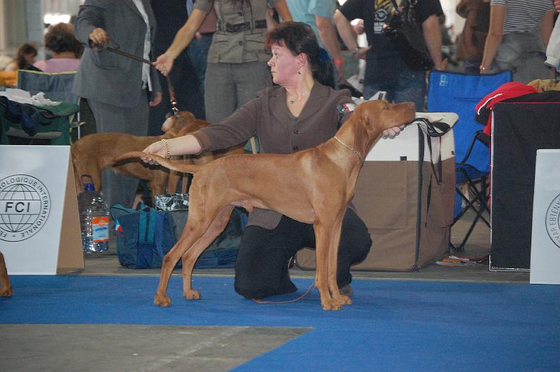 Canine Cool Boy - BOB - VI.JPG - Canine Cool Boy - V1,CAC,CACIB,Evropský vítěz,BOB (šampionů)